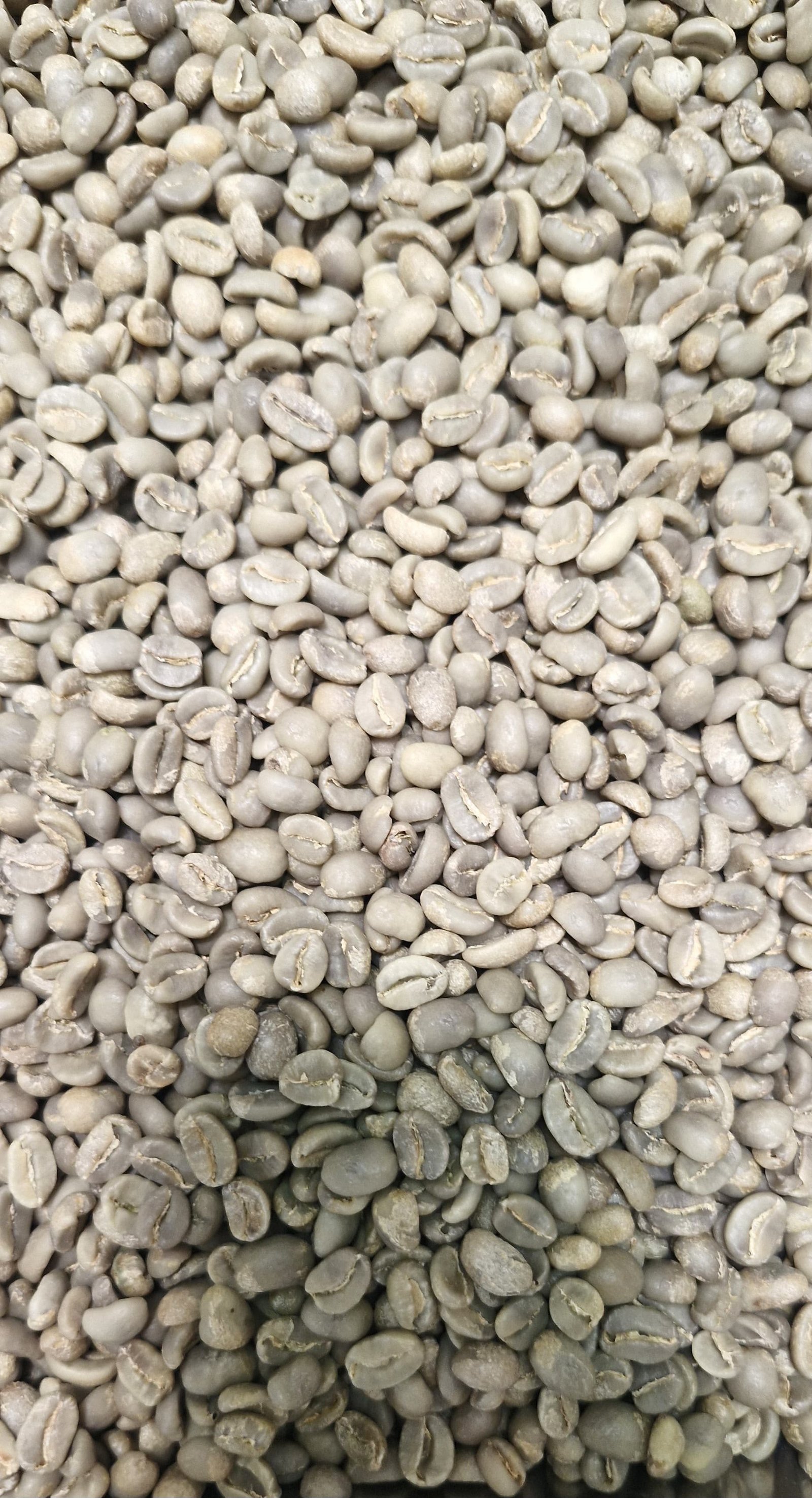 Gayo Arabica Full Washed