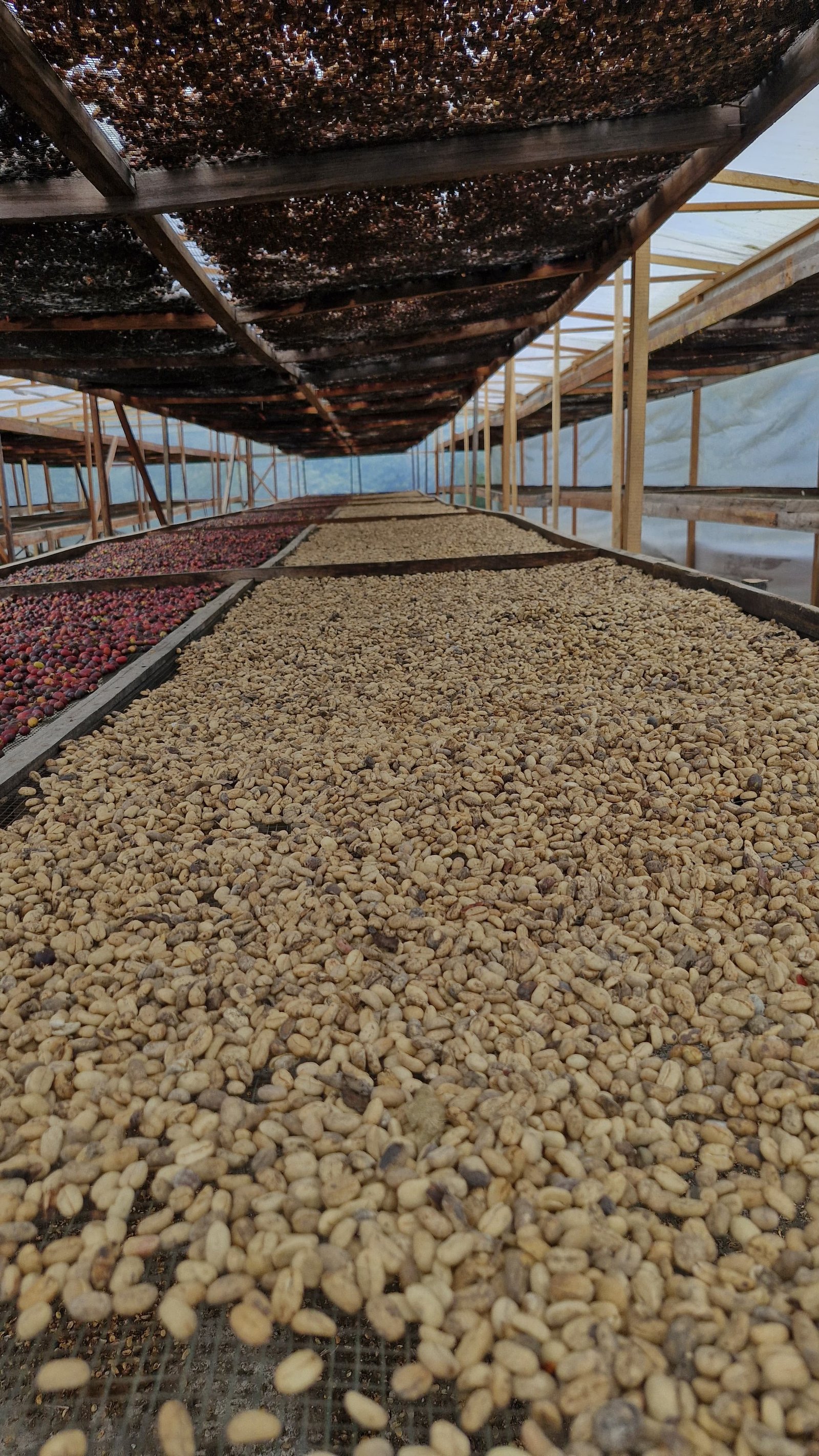 Proses Penjemuran Full Washed Arabika Gayo