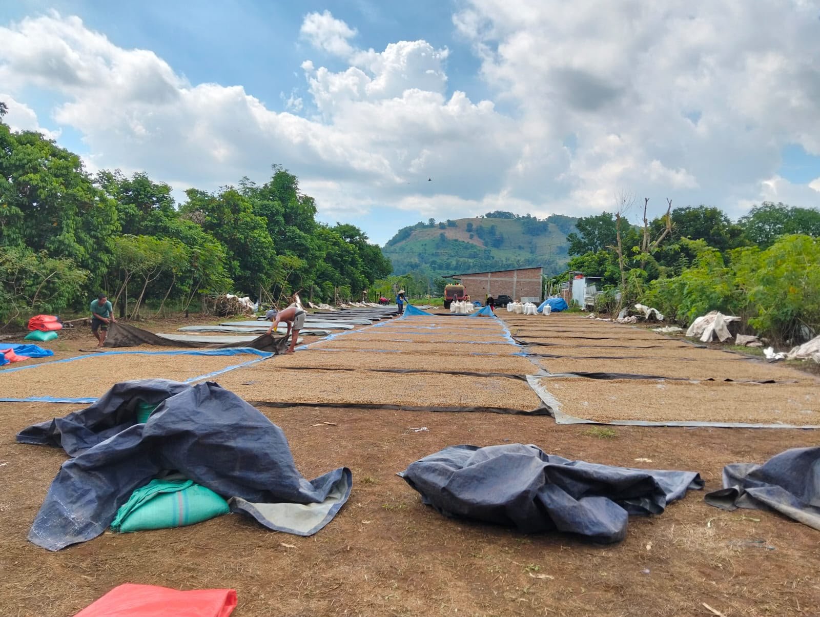 Proses Penjemuran Gabah Arabika Toraja