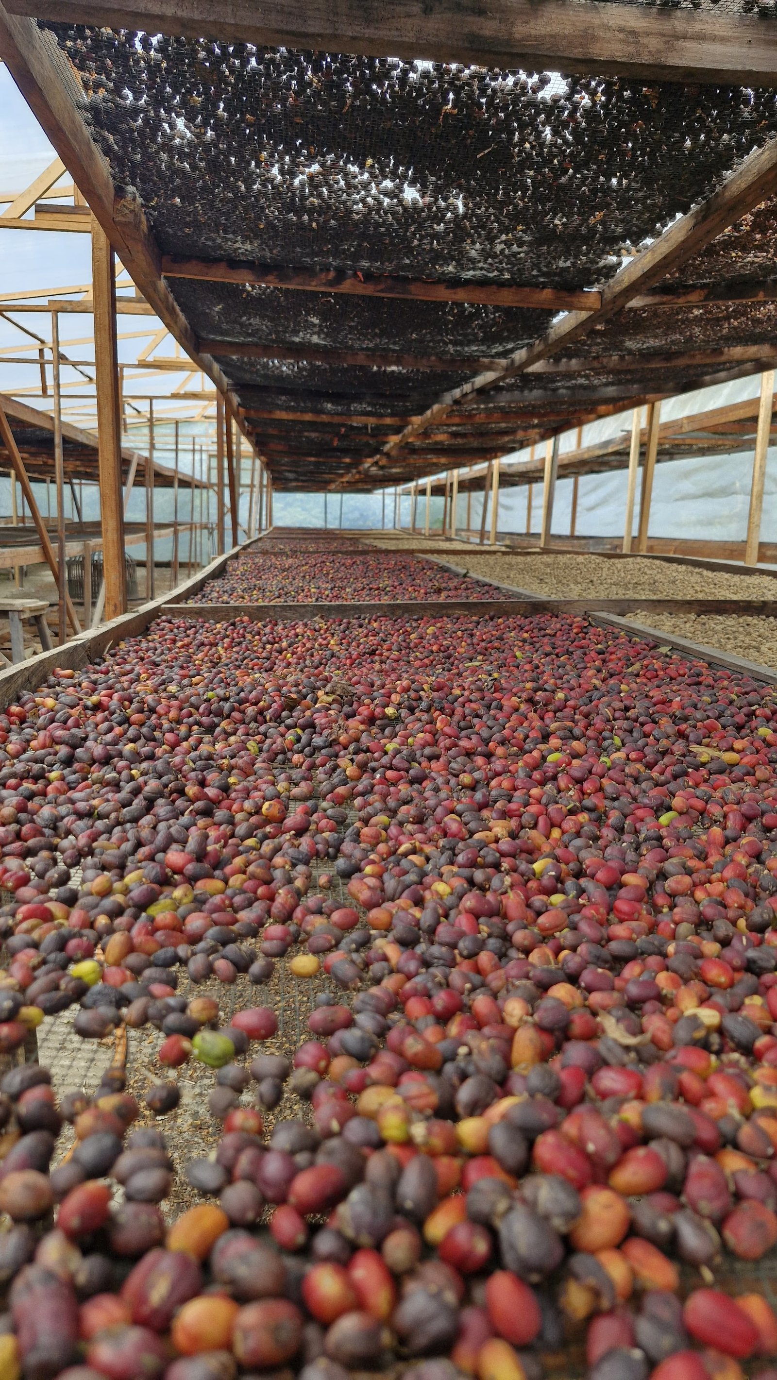 Proses Penjemuran Natural Arabika Gayo