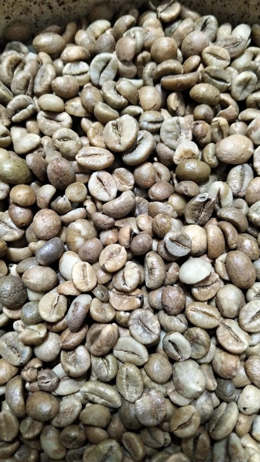 Robusta West Java