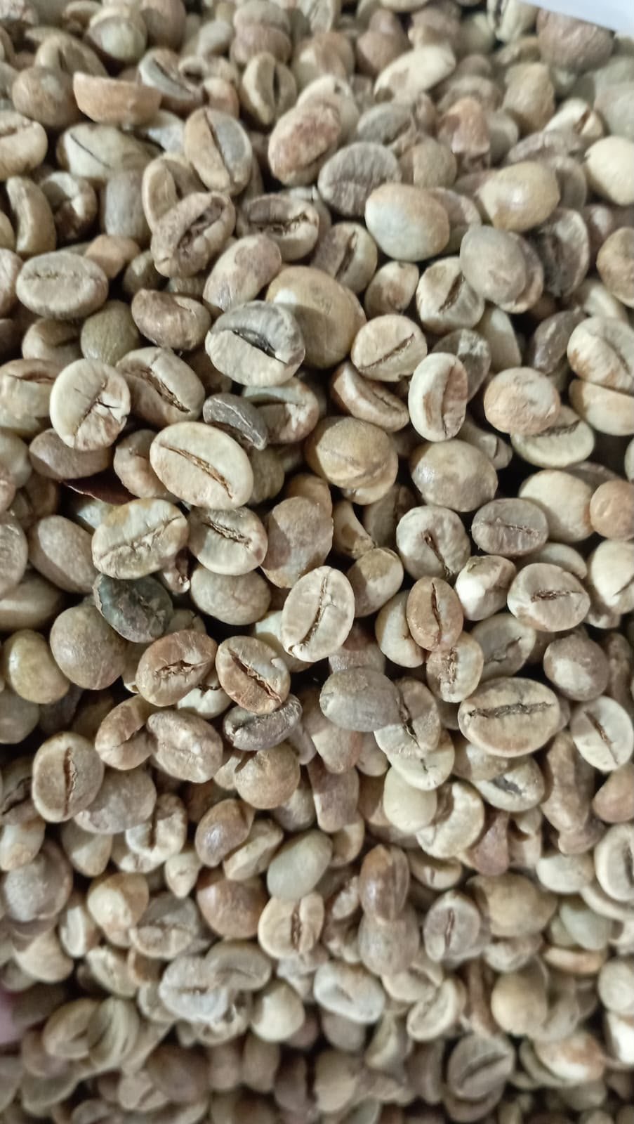 Robusta Temanggung